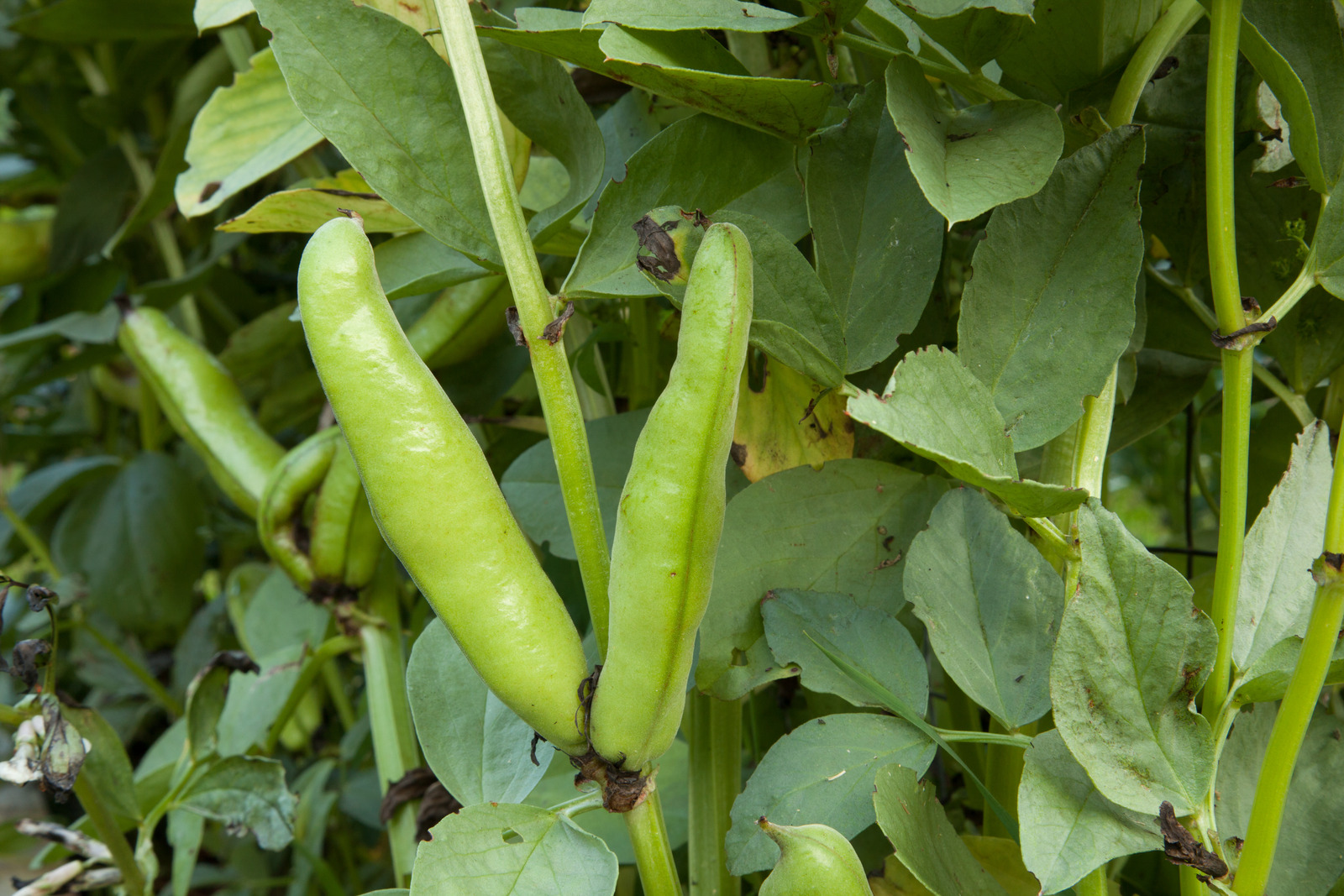 Broad Beans A hidden gem among legumes — The Doctors Kitchen